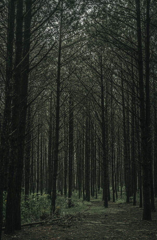Teakwood 11 oz scented candle