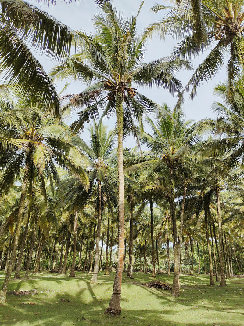Balinese Coconut Body Lotion