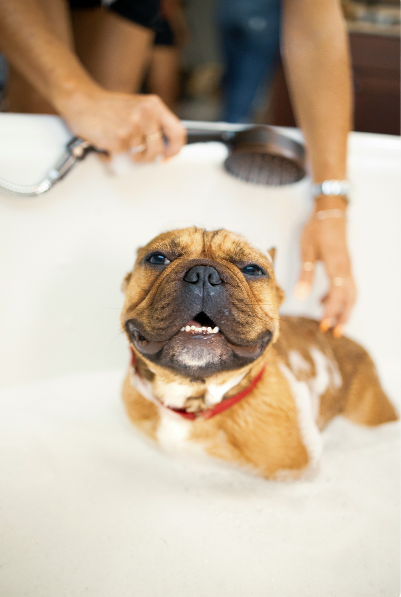 Sand + Paws Pet Shampoo & Conditioner - Marshmallow Skies